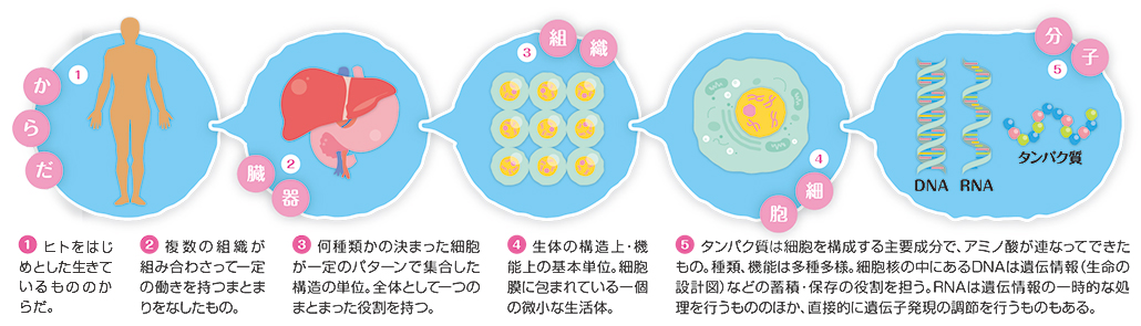 ライフサイエンス（生命科学）の基礎研究では、現在、細胞レベル・分子レベルでの研究活動が活発に行われています。