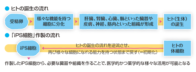 「ヒトの誕生の流れ」と「iPS細胞作製の流れ」