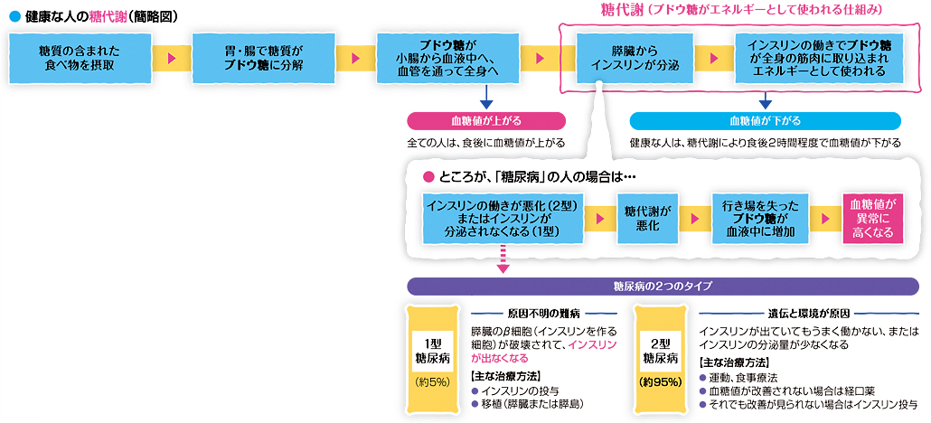 糖尿病の仕組み