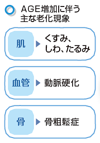 AGE増加に伴う主な老化現象：肌のくすみ・しわ・たるみ、動脈硬化、骨粗しょう症