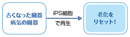 古くなった臓器・病気の臓器をiPS細胞で再生し老化をリセット！