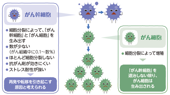 がん幹細胞