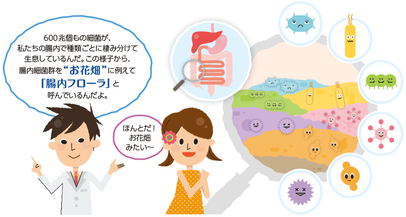 600兆個もの細菌が、私たちの腸内で種類ごとに棲み分けて生息しているんだ。この様子から、腸内細菌群を“お花畑”に例えて「腸内フローラ」と呼んでいるんだよ。