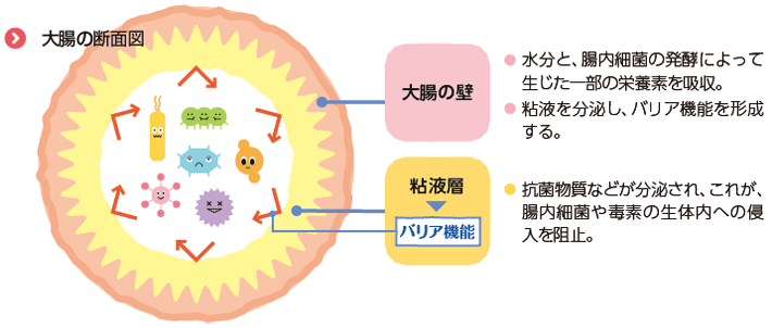 大腸の断面図