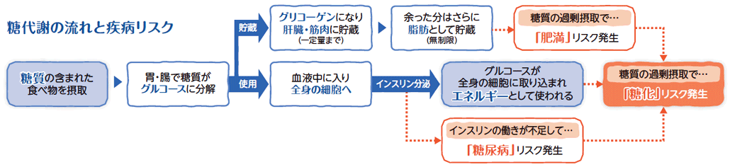 糖代謝の流れと疾病リスク