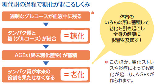 糖代謝の過程で糖化が起こるしくみ