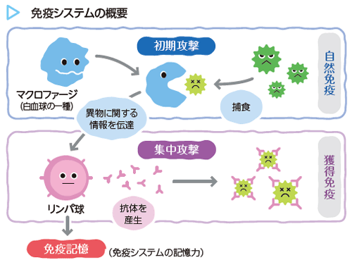 免疫システムの概要