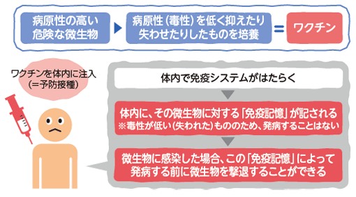 「ワクチン」と「免疫システム」の関係