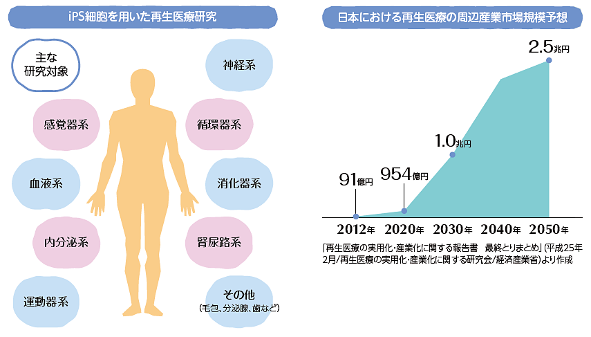 iPS細胞を用いた再生医療研究・日本における再生医療の周辺産業市場規模予想