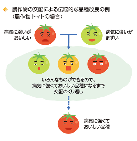 農作物の交配による伝統的な品種改良の例