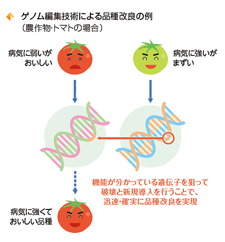 ゲノム編集技術による品種改良の例