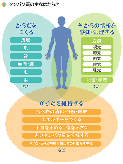 タンパク質の主なはたらき