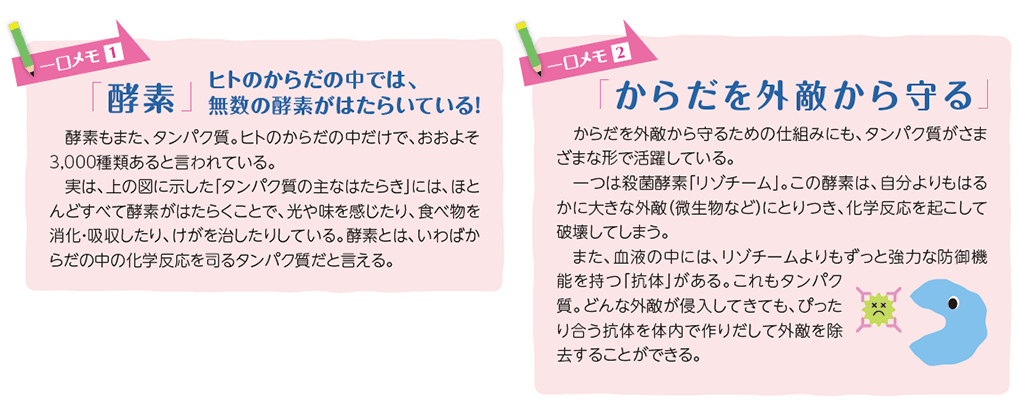 一口メモ1：酵素　一口メモ2：からだを外敵から守る