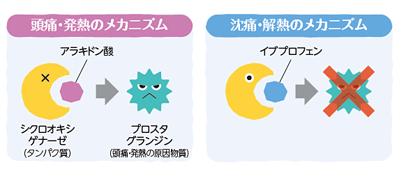 頭痛・発熱と沈痛・解熱のメカニズム