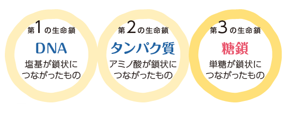 第3の生命鎖である「糖鎖」の研究