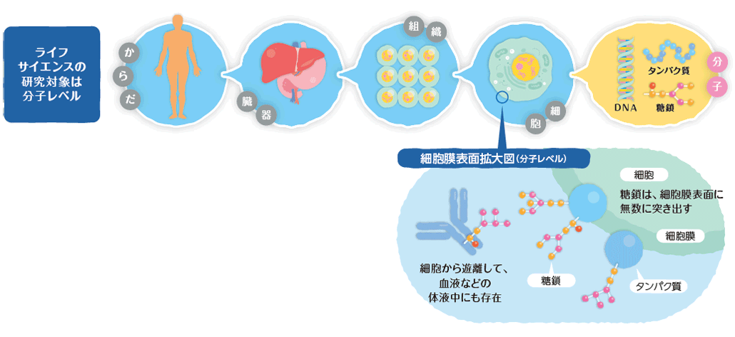 第3の生命鎖である「糖鎖」の研究