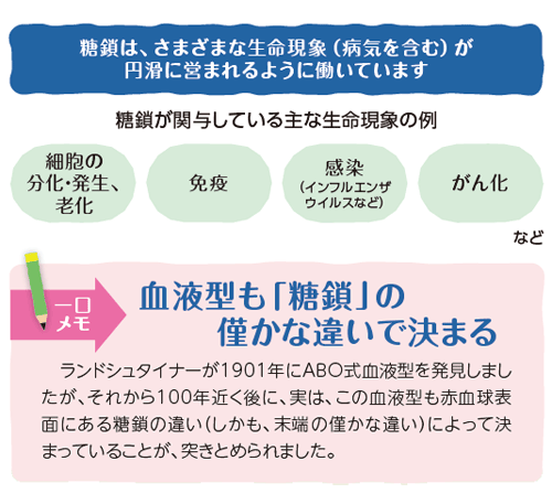 糖鎖が関与している主な生命現象の例