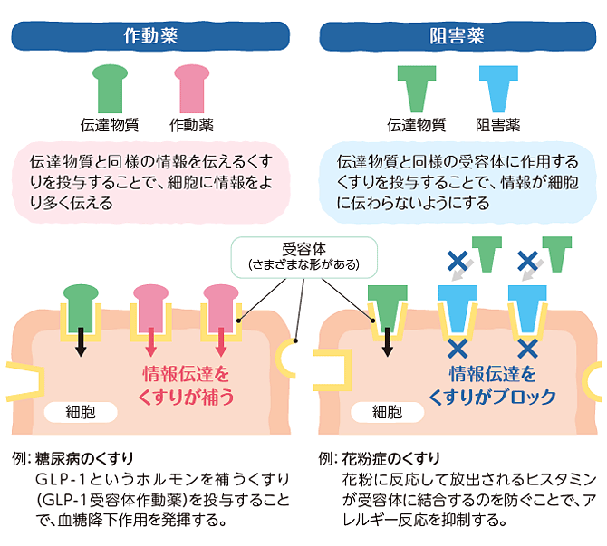 。作動薬と阻害薬