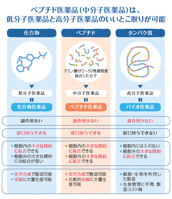 ペプチド医薬品（中分子医薬品）は、低分子医薬品と高分子医薬品のいいとこ取りが可能