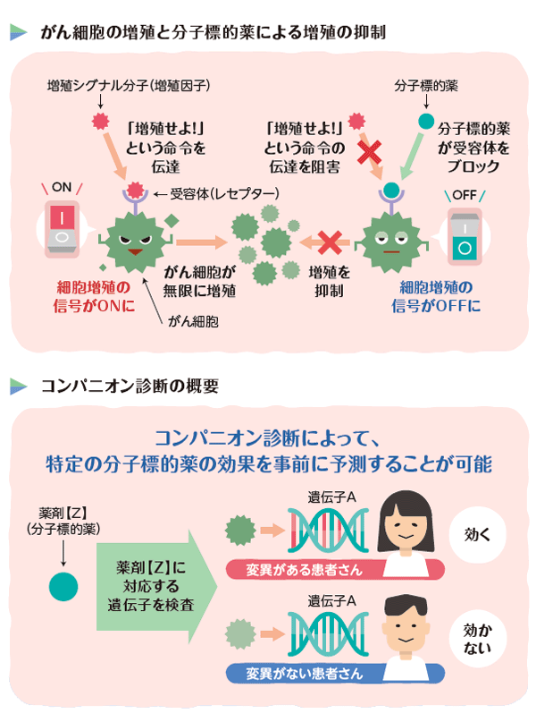 がん細胞の増殖と分子標的薬による増殖の抑制