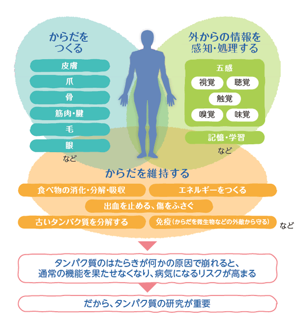 タンパク質研究の重要性