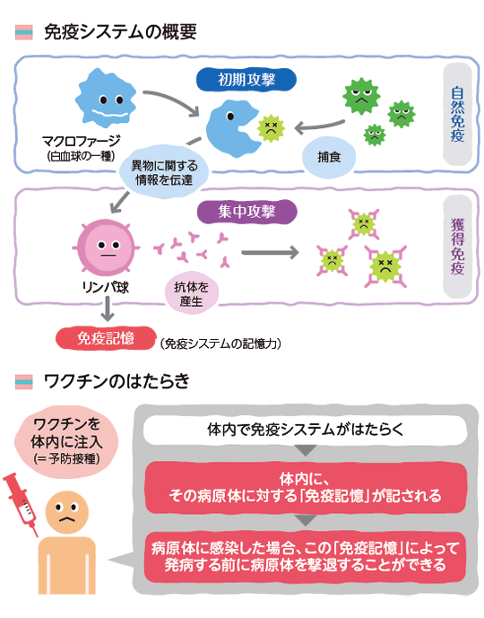 免疫システムの概要