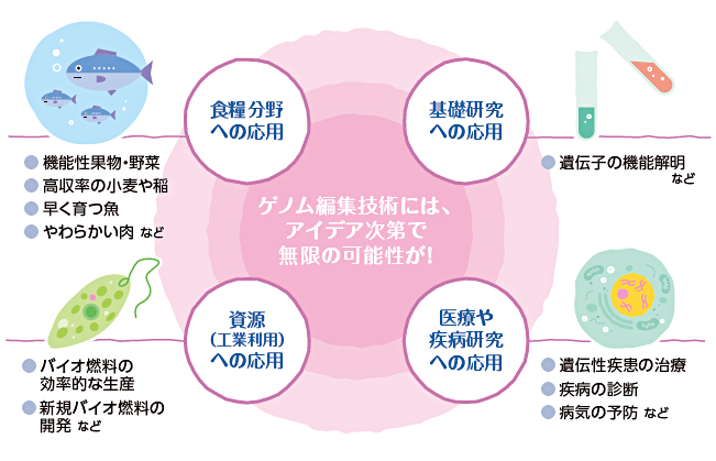 ゲノム編集技術には、アイデア次第で無限の可能性が！ 食料分野、基礎研究、資源（工業利用）、医療や疾病研究への応用が可能