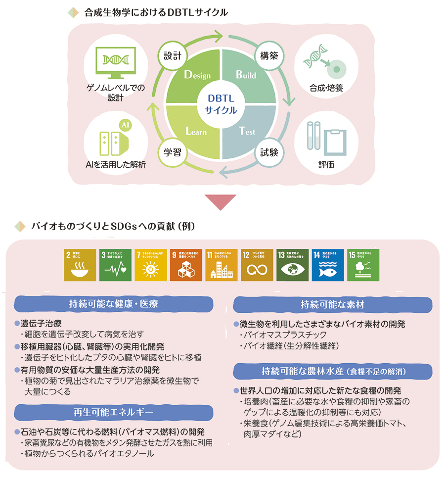 合成生物学におけるDBTLサイクル／バイオものづくりとSDGs への貢献（例）