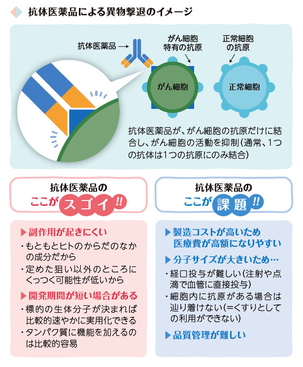 抗体医薬品による異物撃退のイメージ：抗体医薬品が、がん細胞の抗原だけに結合し、がん細胞の活動を抑制（通常、1つの抗体は1つの抗原にのみ結合）