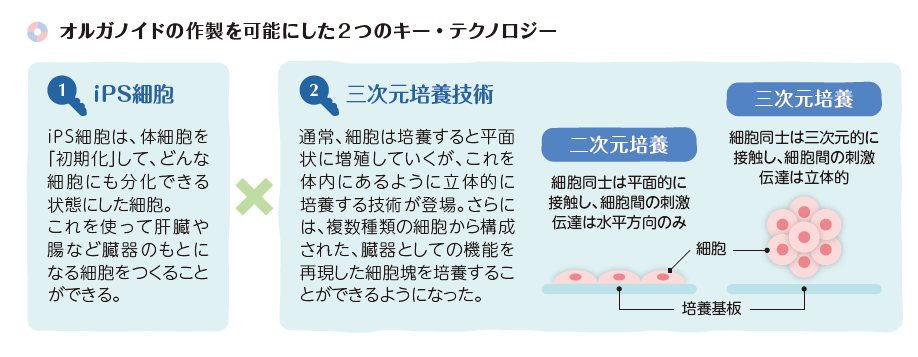 オルガノイドの作製を可能にした2つのキー・テクノロジー【iPS細胞と三次元培養技術】