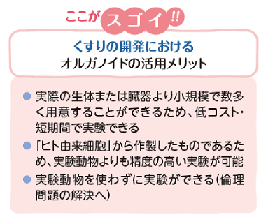 ここがスゴイ！くすりの開発におけるオルガノイドの活用メリット ●実際の生体または臓器より小規模で数多く用意することができるため、低コスト・短期間で実験できる　●「ヒト由来細胞」から作製したものであるため、実験動物よりも精度の高い実験が可能　● 実験動物を使わずに実験ができる（倫理問題の解決へ）