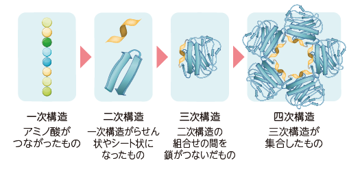 タンパク質の構造:一次構造(アミノ酸がつながったもの)→二次構造(一次構造がらせん状やシート状になったもの)→三次構造(二次構造の組合せの間を鎖がつないだもの)→四次構造(三次構造が集合したもの)