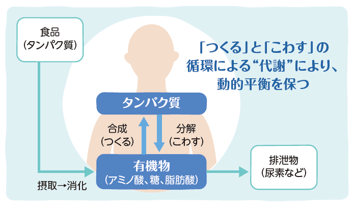 「つくる」と「こわす」の循環による”代謝”により、動的平衡を保つ