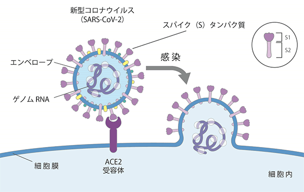 SARS-CoV-2 感染機構（細胞侵入機構）
